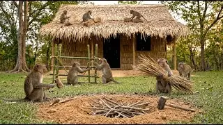 Highly Skilled Monkeys in India Build a Mud Hut on the World’s Tallest Palm Tree (4K)