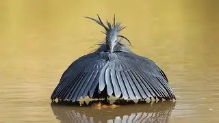 Black Heron 🐦&zwj;⬛The Mind-Blowing Umbrella Fishing Genius