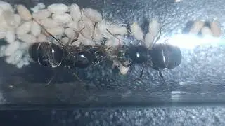 Lasius Myops 2023 08 08 Naissance 1/3