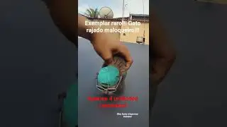 apenas uma semana de vida 0km