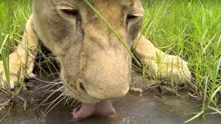 Lions, Meg and Amy Walk With Kevin Richardson | The Lion Whisperer