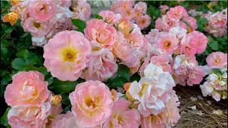 Rose review and how I got this many blooms! // @rachelshomeandgarden3348 //
