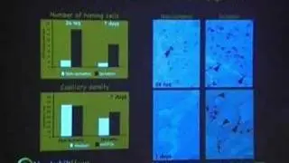 Stem Cells and Cardiac Regeneration
