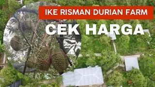 CEK HARGA DURIAN DI KEBUN DURIAN IKE RISMAN