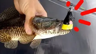 Ratinho Turbo é estouro certo na superfície!Pescaria de traíra na lagoa com o amigo Otávio!