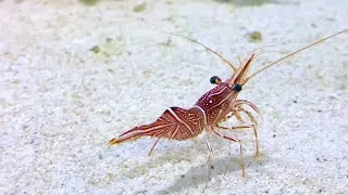 スザクサラサエビ　Durban hingebeak shrimp　Rhynchocinetes durbanensis
