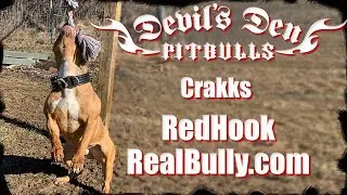 Devil's Den's Stud dog the classic American Bully