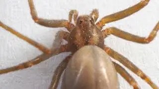 9 Deadliest Spiders  Venomous Wonders 2025