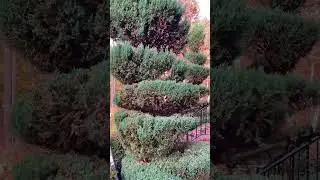 Hedges trimming #9