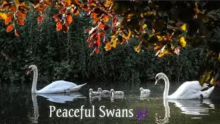🦢 Relaxing Scenery | Swimming Swan Video with Relaxing Music | Beautiful Swans in the World |  🦢🦢🦢🦢🦢