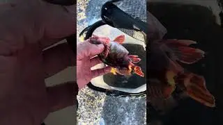 Pregnant scorpion fish released #catchandrelease ,#scorpionfish,