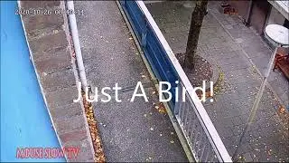 Just A Bird.