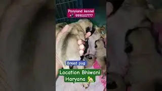 pug puppies! ponyland kennel #pug #puppy #dog #scoobers