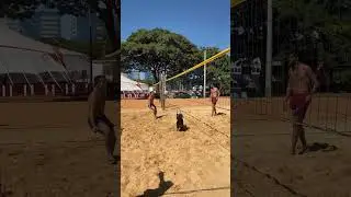 Cachorro jogando futev&ocirc;lei