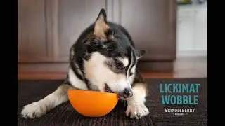 What is the LickiMat Wobble and how do you use it to enrich your dog's life?