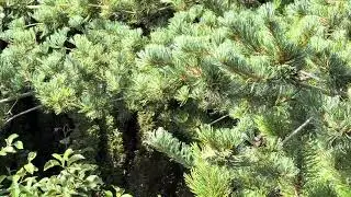 Couleur des conif&egrave;res est diff&eacute;rente #suisse #garden #switzerland #nature #travel #village #conifer 