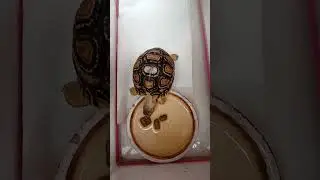 EATING! Baby Leopard Tortoise.