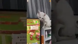 My cat won't let me work.🤣😼#catsoftiktok #cute #foryou #funnycats