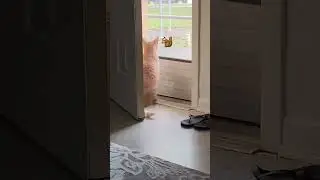#cat Seventeen guarding the door 🤭🧡🐿️