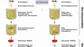 complement fixation test اختبار تثبيت المتمم .