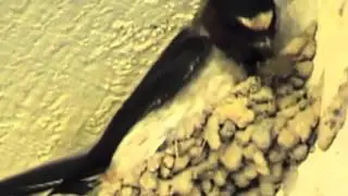 Cliff Swallow Final
