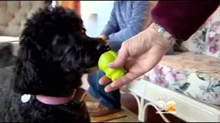 Can Wearable Tech Gear Help Improve Your Pet's Health?