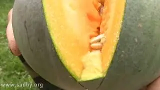 Pumpkin storage secrets: how to preserve your harvest until spring