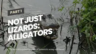 Not just lizards: Alligators can regrow their tails too, new study reveals