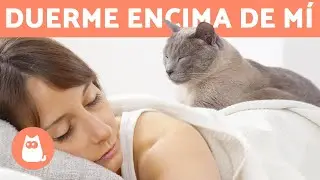 &iquest;Por qu&eacute; mi GATO duerme ENCIMA M&Iacute;O? 🐱