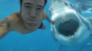 🦈Shark attack caught live on camera 😱😱. Great white Shark attacks swimmer. Shark attack video