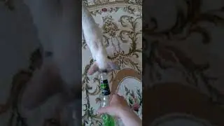Хася и абсент