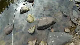Cheat River smallmouth.