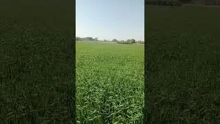 Which is more profitable crop rotation after Wheat crop ||RA Knowledge official