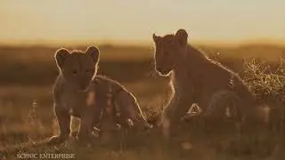 Baby Lions in the Wild 4K - 🦁 | Gentle Wildlife | For Deep Relaxation #animals #wildlife
