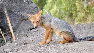 Mam&iacute;feros de Chile - Zorro Culpeo (Lycalopex culpaeus)