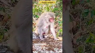 hungry monkey looking for food😟🥹🐒🙌likeshare subscribe#viral#shorts#trending#monkey#video#ytshorts#yt