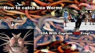 How to catch Sea Worms on Fraser Island with Captain Red Frog!