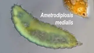 Ametrodiplosis medialis Mamaev