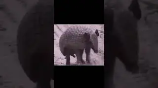 Armadillo Transform N Roll Out