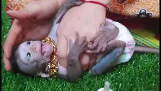 Adorable Baby Monkey Lori Angry Mom for Milk | What Happen with Lori Baby Monkey