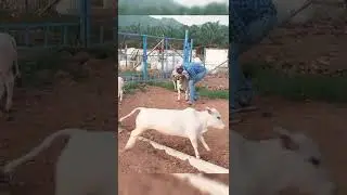 Cute cows 😍 at Nadipathy Goshala #shorts #ytshorts #krishna #cows #music