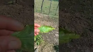 Ataque de Ácaros y Trips en el Ají: Un Desafío para los Cultivadores 🌶️🪲