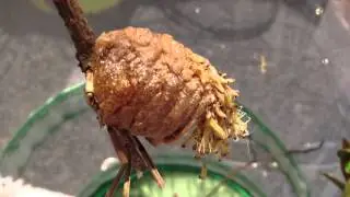 Praying mantis ootheca hatching 05/12/13
