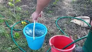 Первая подкормка