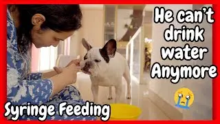 My Dog Can Never Drink Water on His Own | Canine Distemper 💔