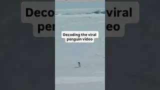 VIRAL Penguin video&rsquo;s REAL Truth #penguin #butwhy #explained #magarkyun