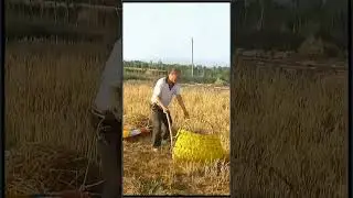 wheat cutting hand machine#farming #smartfarming  #satisfying