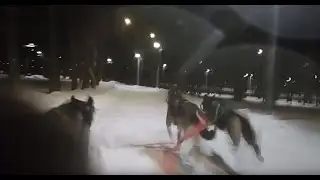 ВЕО и ездовой спор
