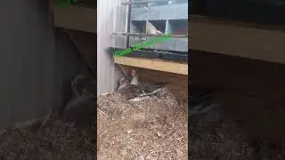 🦢 Do I Separate This Giant Goose Nest? #shorts