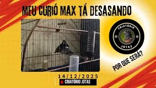 O que fazer, quando o curió tá desasando?